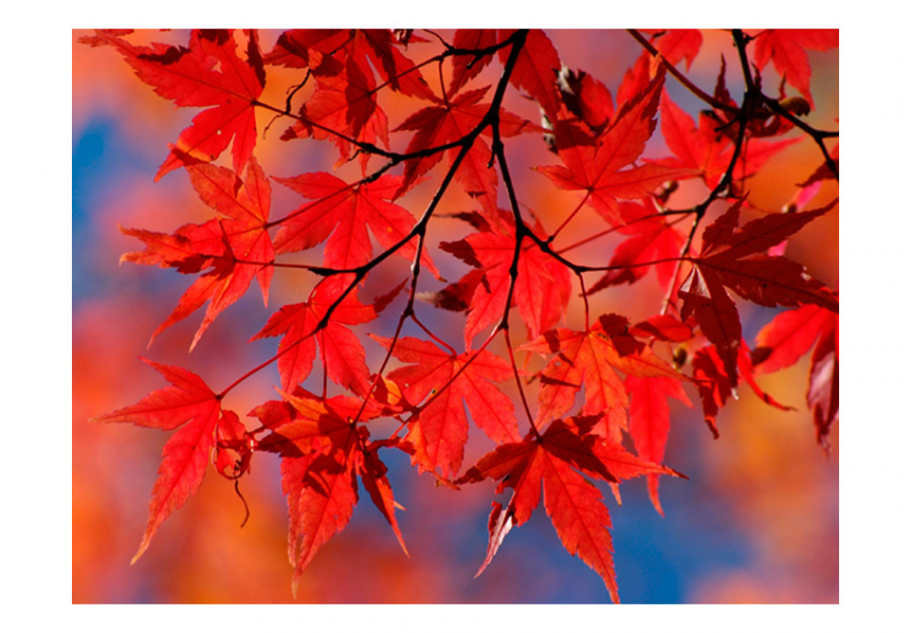 fotomural hojas de otoño