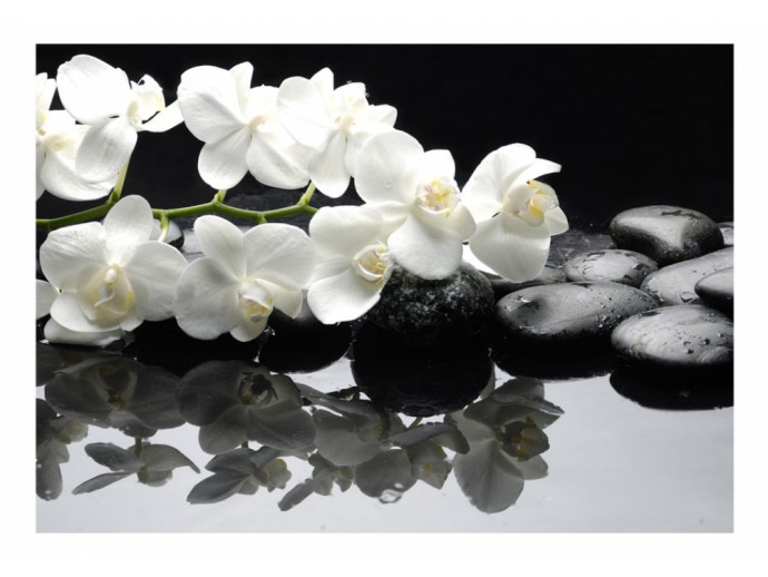 fotomural de piedras flores orquídea