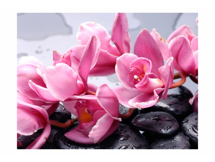 fotomural rosa orquídea flores piedras naturaleza