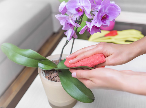 cómo cuidar orquídeas
