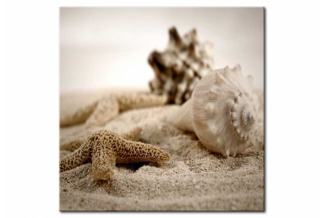cuadro acrílico conchas de playa